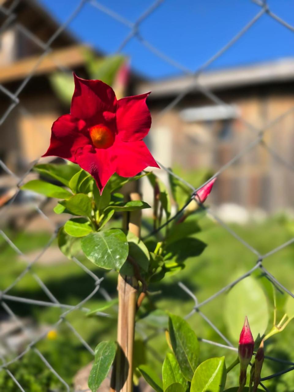 Suri